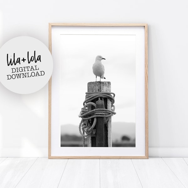 Seagull Print, Black and White Wall Art, Bird Photography, Printable Coastal Decor, Large Photo Poster, Australia, Digital Download