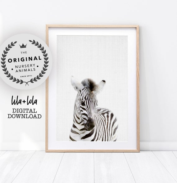 Baby Zebra Print - Digital Download