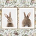 see more listings in the Baby Animals | Grey BG section