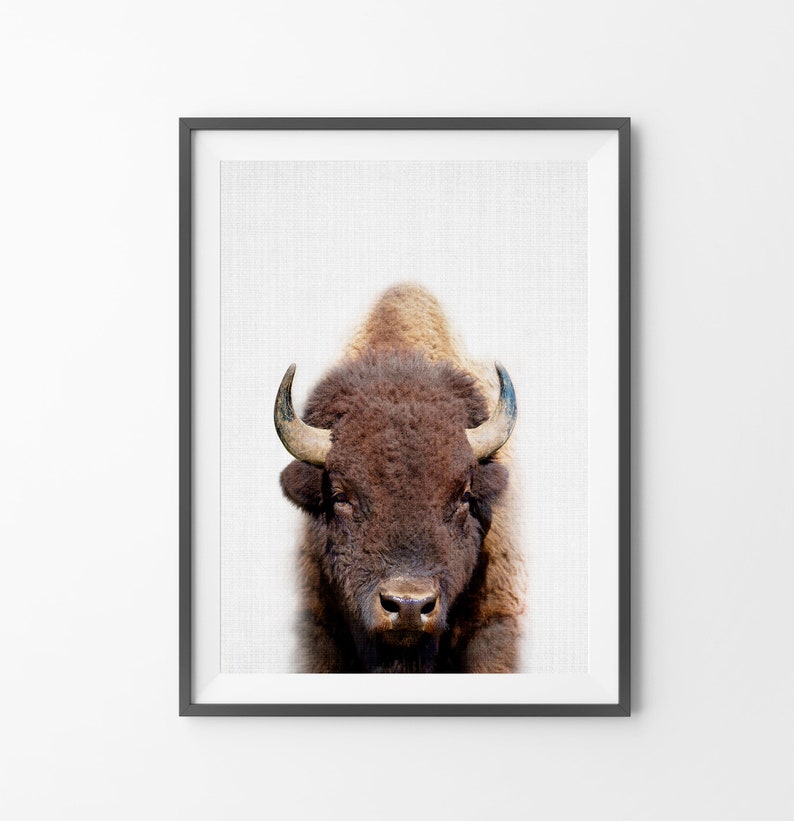 Buffalo Print, Bison Photo, Printable Poster, Instant Digital Download, Boys Room Decor, Nursery Animal, Modern Minimalist, Photography image 8