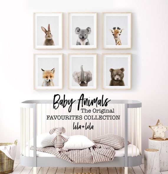 Baby Animal Favourites Collection - Digital Download