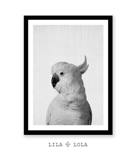 オウムプリント：オーストラリアの鳥の写真、白黒（デジタル