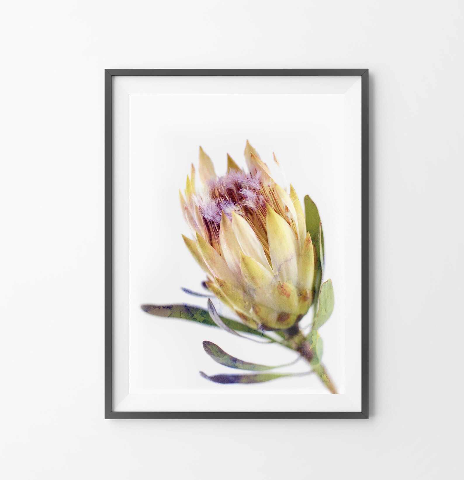 Protea Print Australian Native Flower Wall Art Watercolour Etsy