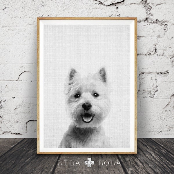 West Highland White Terrier Print, Dog Wall Art Photo, Printable Poster Digital Download, Nursery Animal Decor, Modern Minimalist Puppy Gift