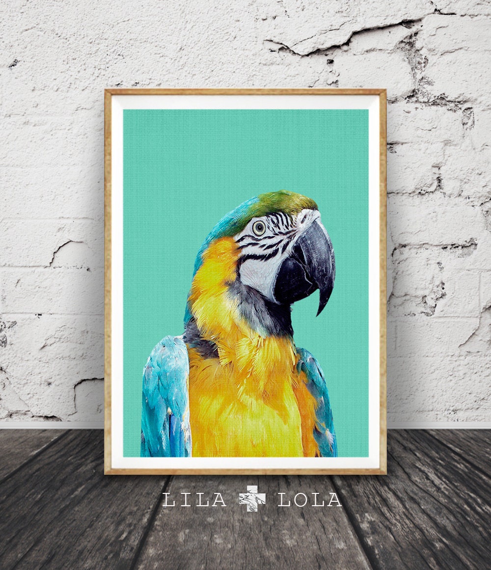 the art of bird photography download the art of bird photography download