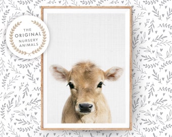 Baby Cow Wall Art Print ~ Farm Animal Poster for Nursery Room, Calf ~ Printable Digital Download ~ Kids Farmhouse Decor Photo Picture