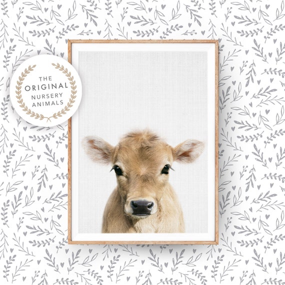 Baby Cow Wall Art Print ~ Farm Animal Poster for Nursery Room, Calf ~ Printable Digital Download ~ Kids Farmhouse Decor Photo Picture