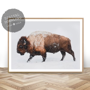 Buffalo Photography, South Western Decor, Bison Print, Digital Download, Large Wall Art, Modern Wall Art, Wilderness Photography