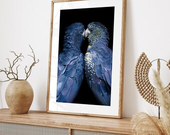 Può includere: Stampa artistica incorniciata con due cacatua neri con piumaggio blu e giallo, su sfondo nero. Gli uccelli sono vicini, con i becchi che si toccano. La cornice è in legno chiaro.