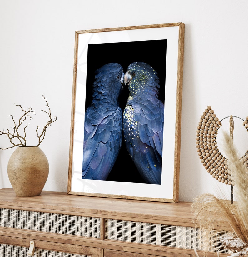 May include: Framed art print featuring two black cockatoos with blue and yellow plumage, set against a black background. The birds are close together, with their beaks touching. The frame is made of light-colored wood.