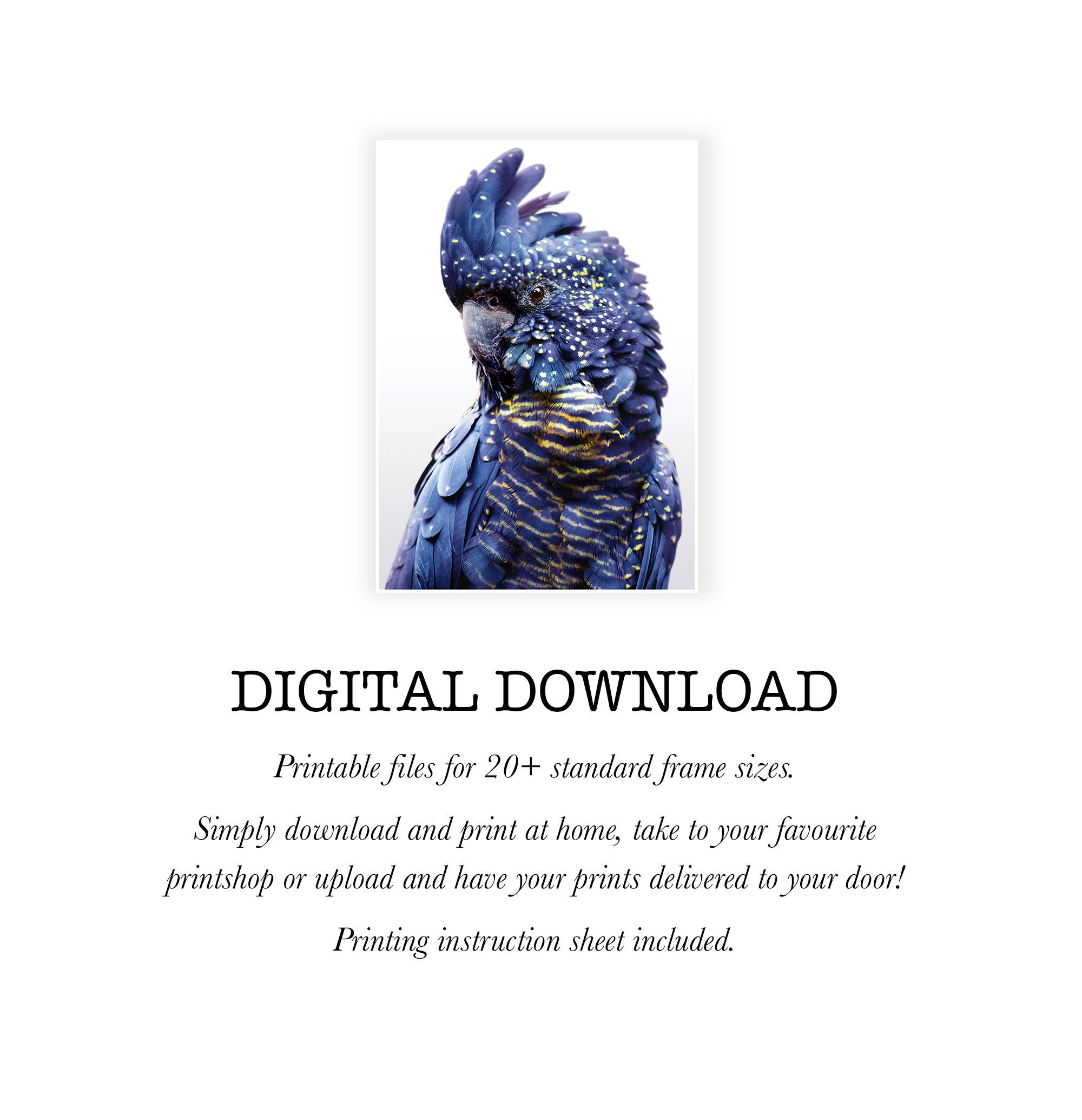 Black Cockatoo Print 2 Digital Download