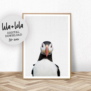 Puffin Bird Art Print - Printable Instant Download, Nursery Wall Art, Bird Photography