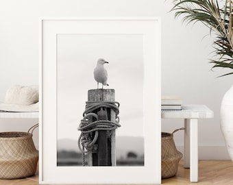 Seagull Photo Print: Coastal Farmhouse Black and White Photography (Digital Download)