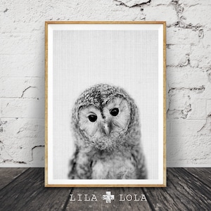 May include: Black and white photograph of an owl with large, round eyes. The owl is looking directly at the camera. The image is printed on a textured canvas and framed in a light wood frame.