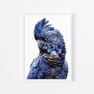 Black Cockatoo Print ~ Printable Wall Art ~ Australian Bird Photography - Large Instant Digital Downloadable Poster