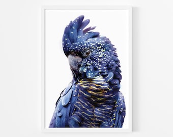 Black Cockatoo Print ~ Printable Wall Art ~ Australian Bird Photography - Large Instant Digital Downloadable Poster