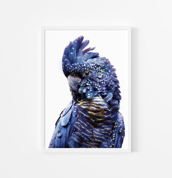 Black Cockatoo Print ~ Printable Wall Art ~ Australian Bird Photography - Large Instant Digital Downloadable Poster