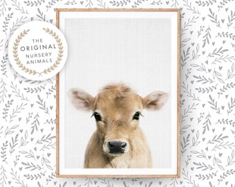 Calf Print ~ Baby Cow Wall Art ~ Farm Nursery Room Animal Decor ~  Printed and Shipped Poster ~ Farmhouse