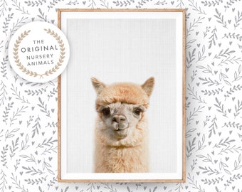 Alpaca Print, Llama Wall Art - Printed and Shipped Poster - Nursery Farm Animal, Farmhouse Decor, Colourful Baby Room Alpaca
