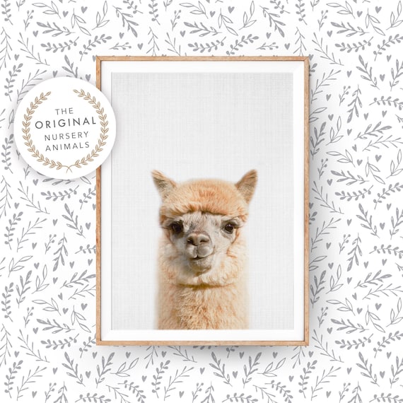 Alpaca Print, Llama Wall Art - Printed and Shipped Poster - Nursery Farm Animal, Farmhouse Decor, Colourful Baby Room Alpaca