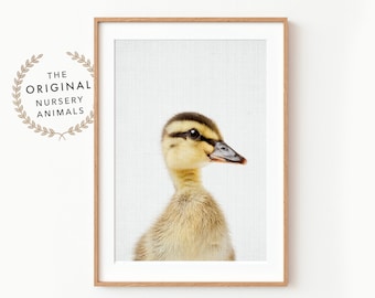 Baby Duck Wall Art Print ~ Farm Animal Nursery Decor ~ Printable ...
