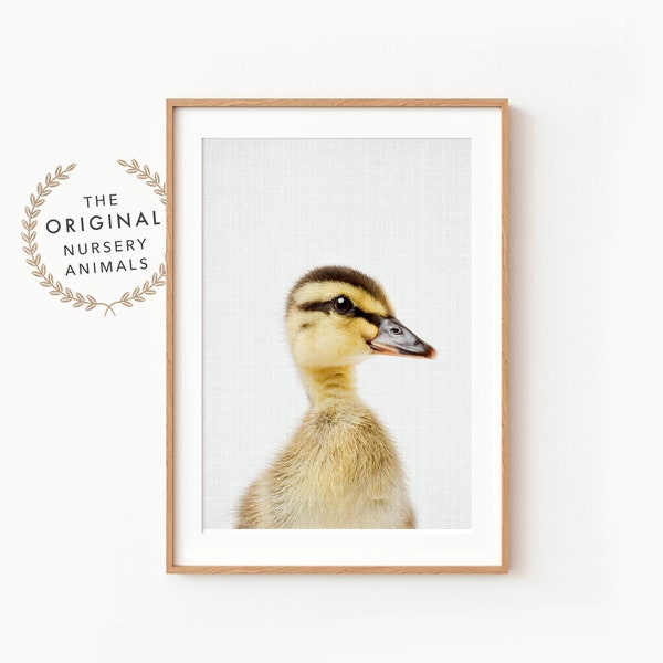 Baby Duck Wall Art Print ~ Farm Animal Nursery Decor ~ Printable Digital Download ~ Grey Background