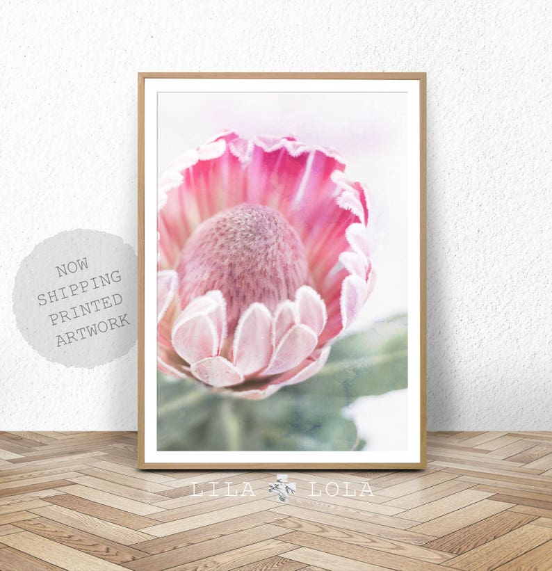 Large Wall Art Poster Australian Protea Protea Native Flower Photography Shipped Pri Printed Poster Botanical Australian Native Print