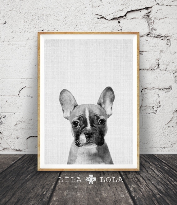 French Bulldog Wall Art Print, Guys and Mens Gift, Black and White Dog Photo, Large Printable Poster, Digital Download, Modern Minimalist