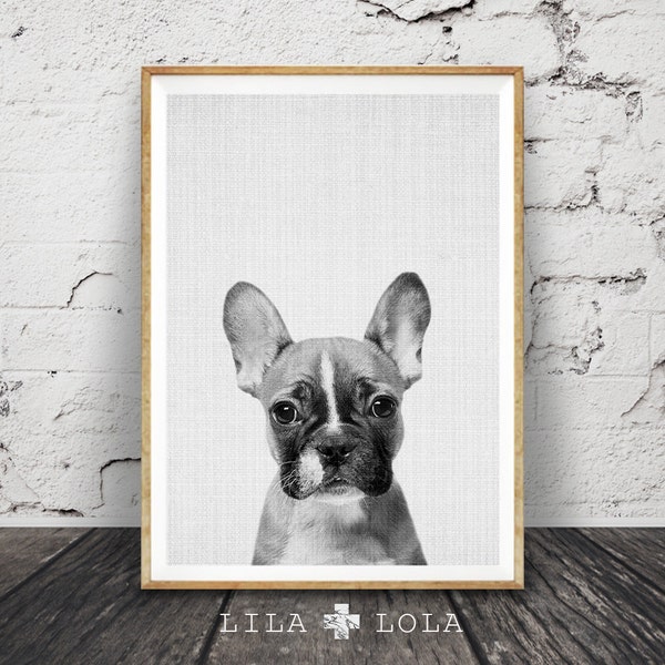 French Bulldog Wall Art Print, Guys and Mens Gift, Black and White Dog Photo, Large Printable Poster, Digital Download, Modern Minimalist