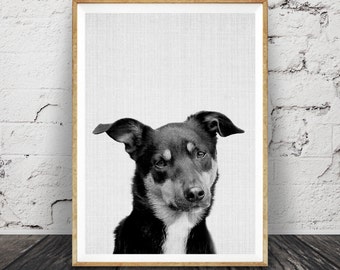 Kelpie Print, Australian Sheep Dog Wall Art, Farmhouse Decor, Large Printable Poster, Digital Download, Minimalist, Nursery Animal Photo