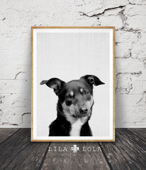 Kelpie Print, Australian Sheep Dog Wall Art, Farmhouse Decor, Large Printable Poster, Digital Download, Minimalist, Nursery Animal Photo