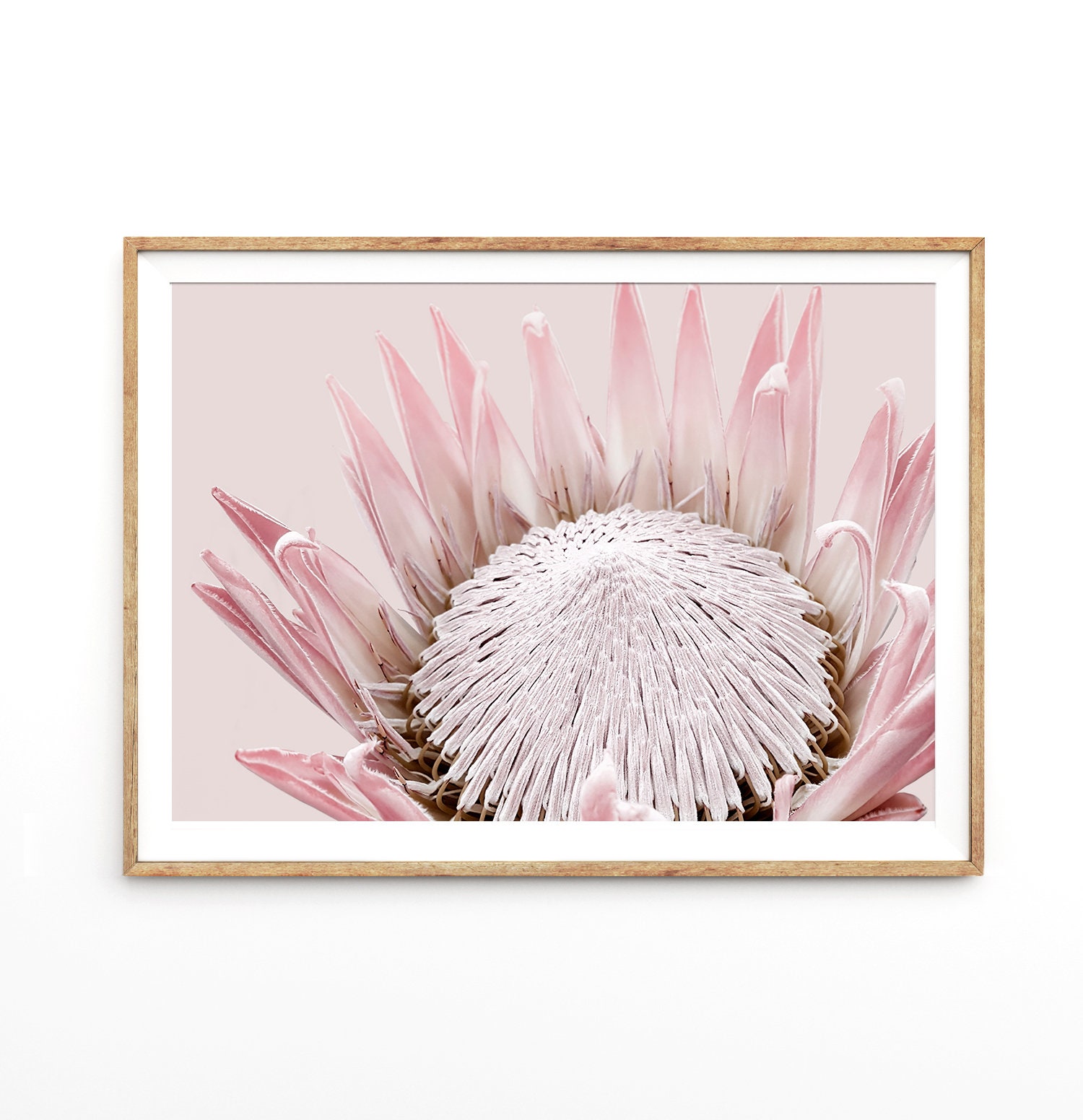 Pink King Protea Wall Art Print Floral Photography Large - Etsy