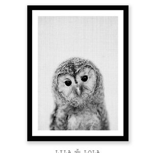 Owl Print, Woodlands Nursery Wall Art, Printable Poster, Black White and Grey, Animal Photo, Gender Neutral Kids Room, Digital Download image 2