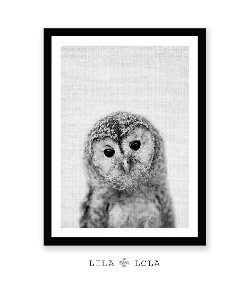 May include: Black and white photograph of an owl with large, round eyes. The owl is looking directly at the camera with a serious expression.