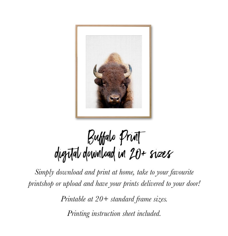 Buffalo Print, Bison Photo, Printable Poster, Instant Digital Download, Boys Room Decor, Nursery Animal, Modern Minimalist, Photography image 5