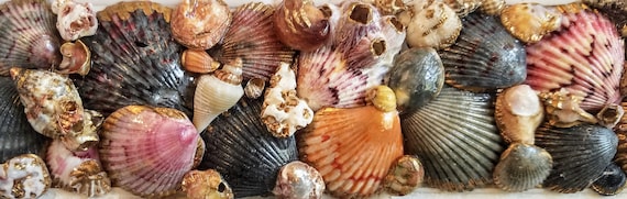 Custom Seashell Design Borders ("Formality"; Level 5)