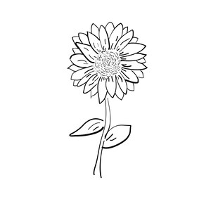 Sunflower Drawing