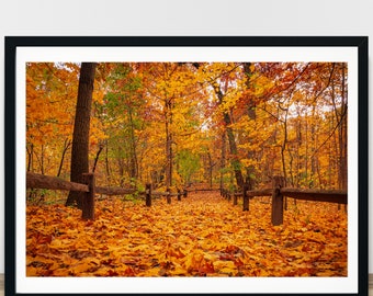 Autumn Print, Autumn Leaves, Fallen Leaves, Autumn Path Photography, Fall Colors, Golden Leaves, Rustic Decor for Your Home