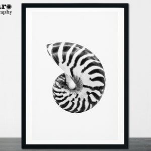 Nautilus Shell Print, Beach Decor, Ocean Art, Beach Cottage Art, Seaside Print, Nautical Wall Art, Living Room Art, Bathroom Decor, 89