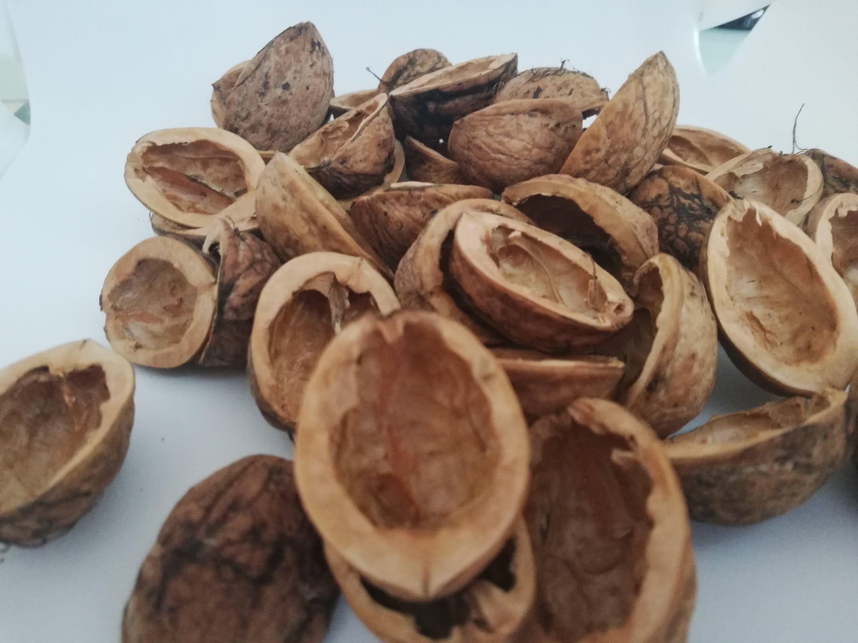 Walnut shell halves Christmas Tree Ornament Walnut Slices Etsy