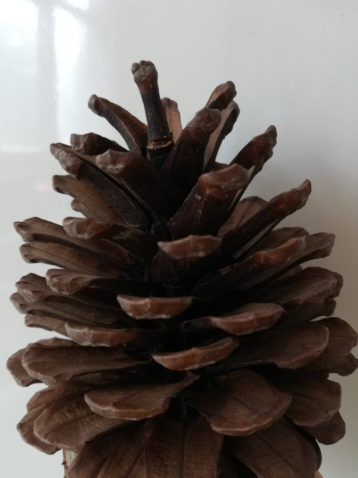 Natuurlijke Dennenappels 45 inch Grootte Hoge Kwaliteit Etsy Natuurlijke Dennenappels 45 inch Grootte Hoge Kwaliteit Etsy