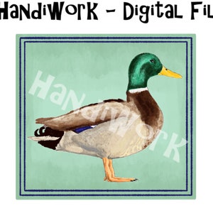 Realistic Mallard duck png design, watercolor duck sublimation design, realistic mallard duck clip art, duck in square png, duck hunting png