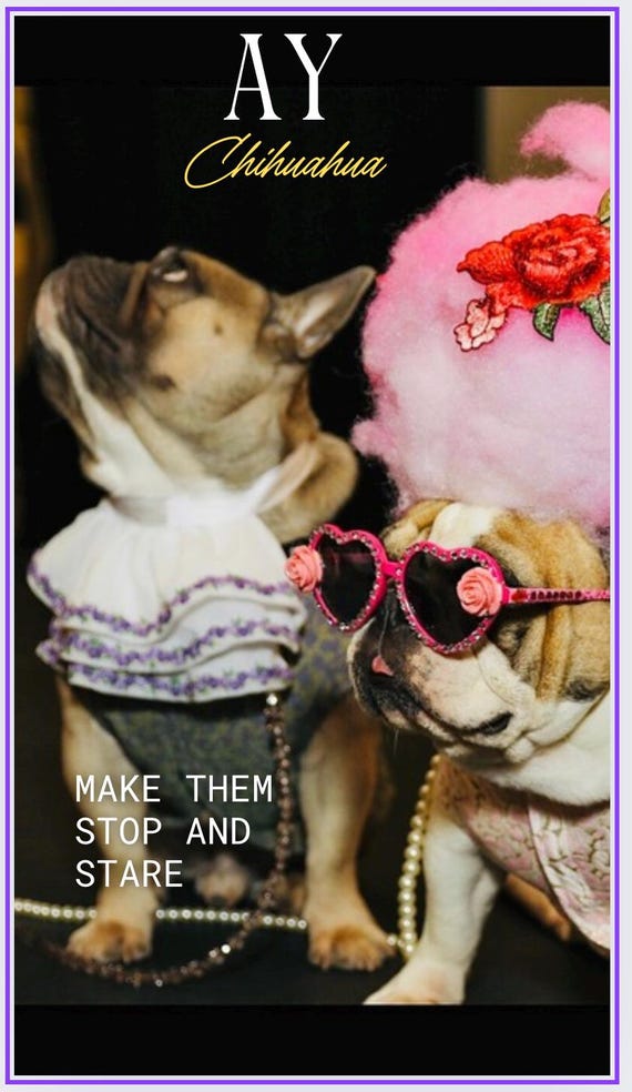 El Paso Puppy Love Pet Grooming Glamour Pet Shop Grooming Online