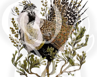 Sage Grouse (Giclée Print)