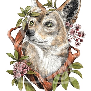 Laurel Coyote (Giclée Print)