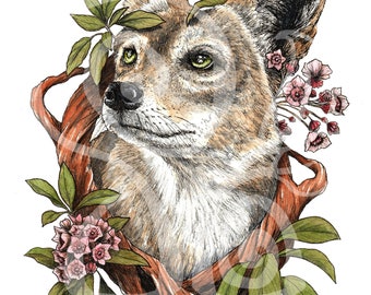 Laurel Coyote (Giclée Print)