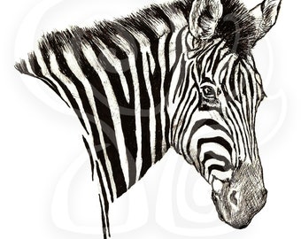 Zebra (Giclée Print)