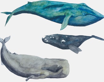 Whale Favorites - watercolor art print blue whale right whale sperm whale art piece whales art whale watercolor