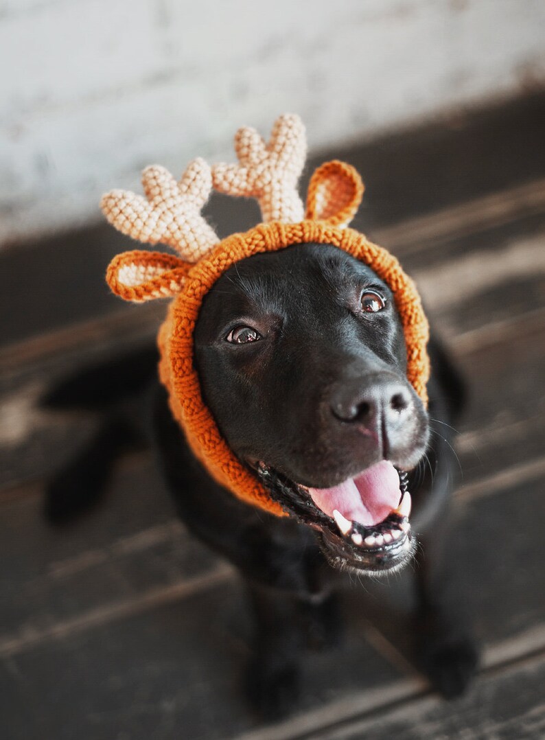 Reindeer dog's hood Deer dog hood Dog hat Dog hood Etsy
