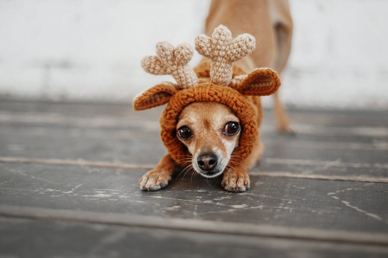 Reindeer dog's hood Deer dog hood Dog hat Dog hood Etsy